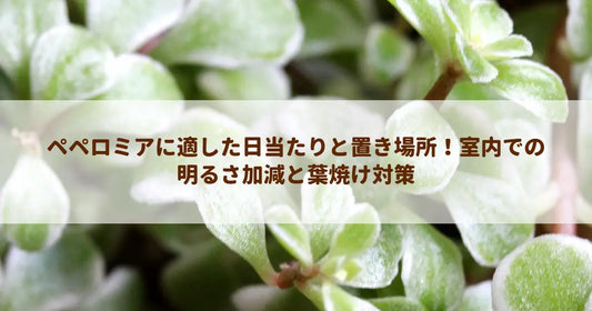 ペペロミアに適した日当たりと置き場所！室内での明るさ加減と葉焼け対策