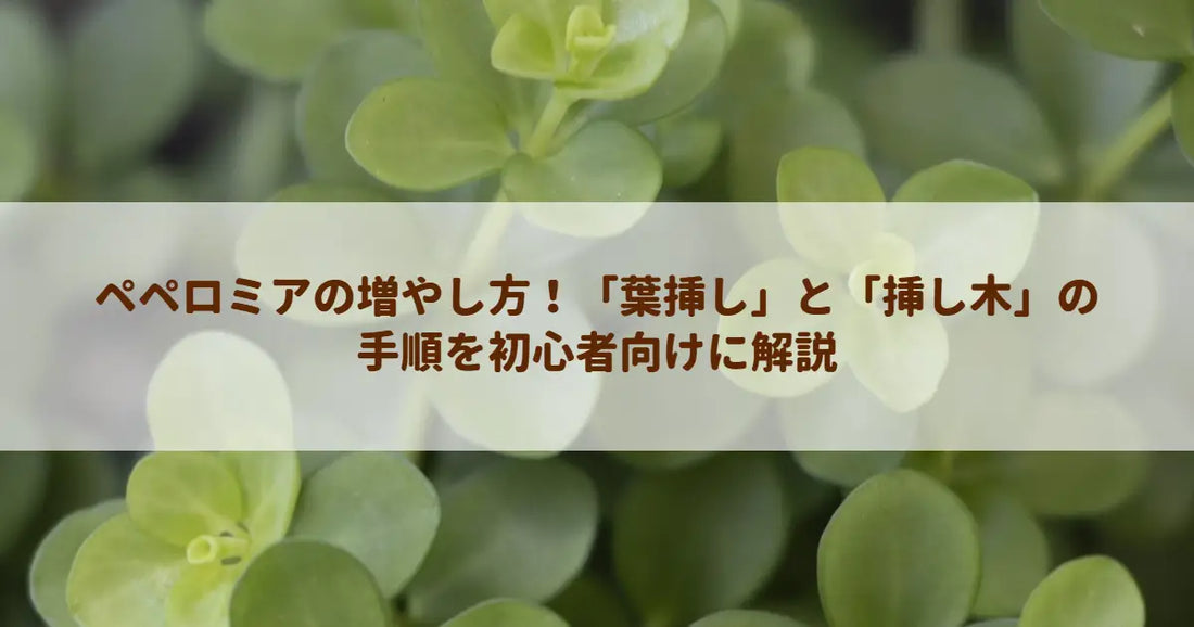 ペペロミアの増やし方！「葉挿し」と「挿し木」の手順を初心者向けに解説