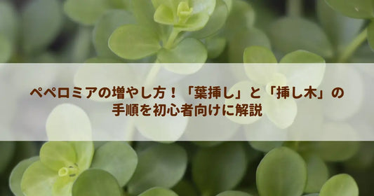 ペペロミアの増やし方！「葉挿し」と「挿し木」の手順を初心者向けに解説