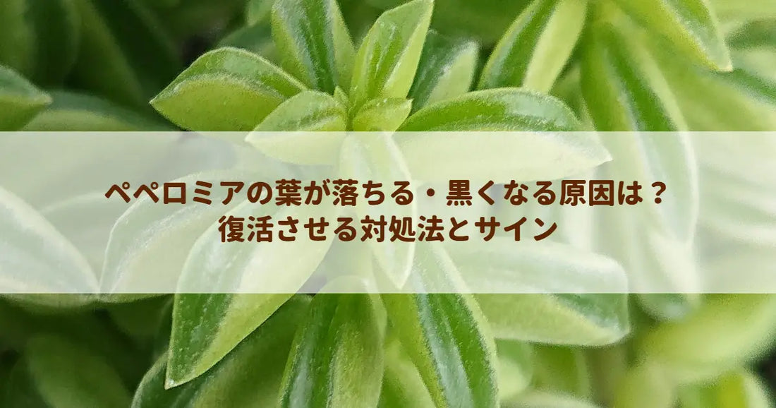 ペペロミアの葉が落ちる・黒くなる原因は？復活させる対処法とサイン