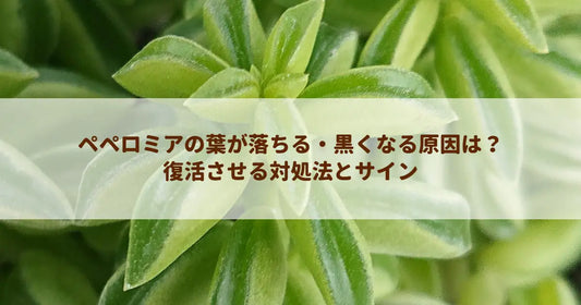 ペペロミアの葉が落ちる・黒くなる原因は？復活させる対処法とサイン