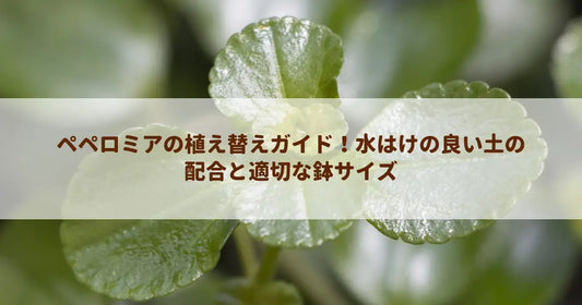 ペペロミアの植え替えガイド！水はけの良い土の配合と適切な鉢サイズ