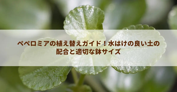 ペペロミアの植え替えガイド！水はけの良い土の配合と適切な鉢サイズ