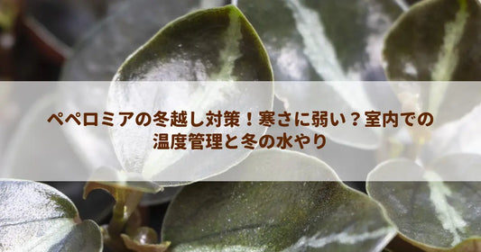 ペペロミアの冬越し対策！寒さに弱い？室内での温度管理と冬の水やり