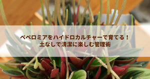 ペペロミアをハイドロカルチャーで育てる！土なしで清潔に楽しむ管理術
