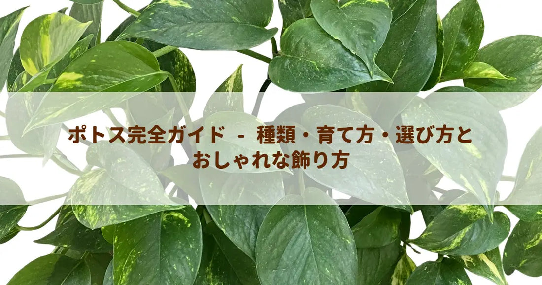 ポトス完全ガイド - 種類・育て方・選び方とおしゃれな飾り方