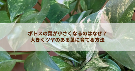 ポトスの葉が小さくなるのはなぜ？大きくツヤのある葉に育てる方法