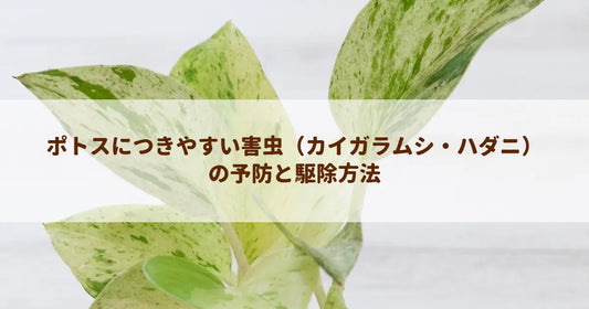 ポトスにつきやすい害虫（カイガラムシ・ハダニ）の予防と駆除方法