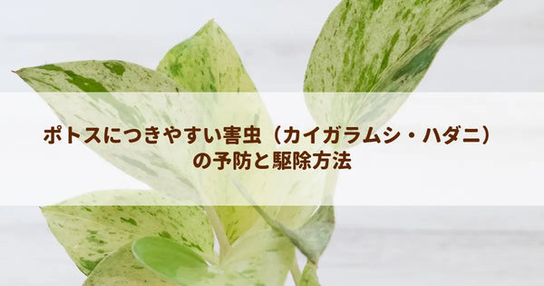 ポトスにつきやすい害虫（カイガラムシ・ハダニ）の予防と駆除方法