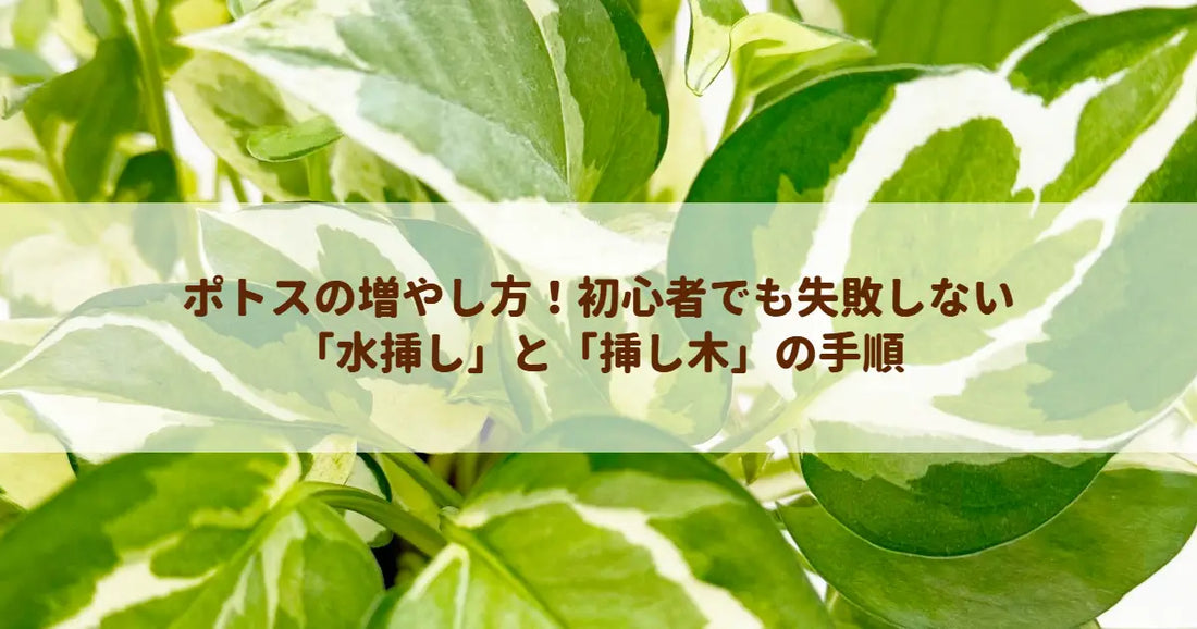 ポトスの増やし方！初心者でも失敗しない「水挿し」と「挿し木」の手順