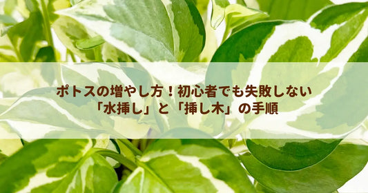 ポトスの増やし方！初心者でも失敗しない「水挿し」と「挿し木」の手順