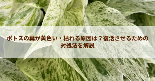 ポトスの葉が黄色い・枯れる原因は？復活させるための対処法を解説