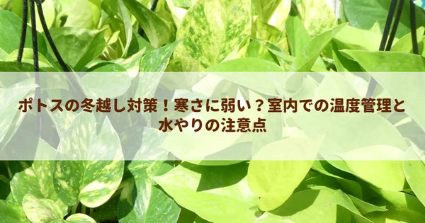 ポトスの冬越し対策！寒さに弱い？室内での温度管理と水やりの注意点