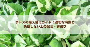 ポトスの植え替えガイド！適切な時期と失敗しない土の配合・鉢選び