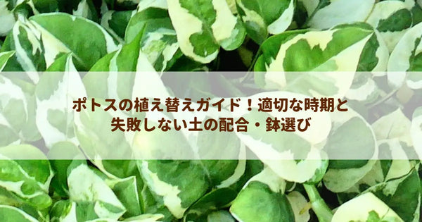 ポトスの植え替えガイド！適切な時期と失敗しない土の配合・鉢選び