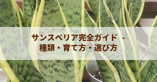サンスベリア完全ガイド - 種類・育て方・選び方