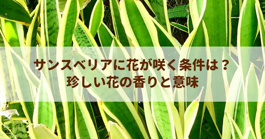 サンスベリアに花が咲く条件は？珍しい花の香りと意味