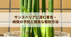 サンスベリアに潜む害虫・病気の予防と確実な駆除方法