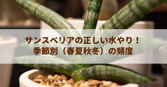 サンスベリアの正しい水やり！季節別（春夏秋冬）の頻度