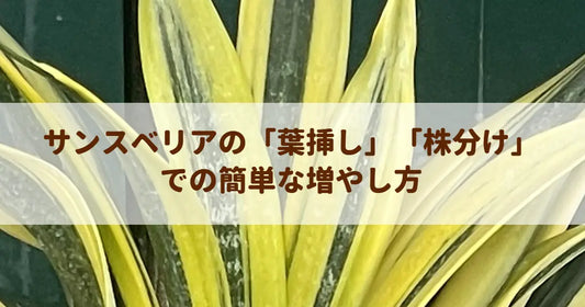 サンスベリアの「葉挿し」「株分け」での簡単な増やし方