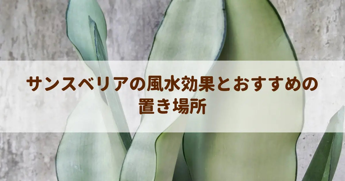 サンスベリアの風水効果とおすすめの置き場所