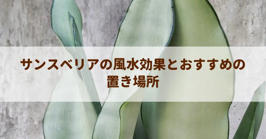 サンスベリアの風水効果とおすすめの置き場所