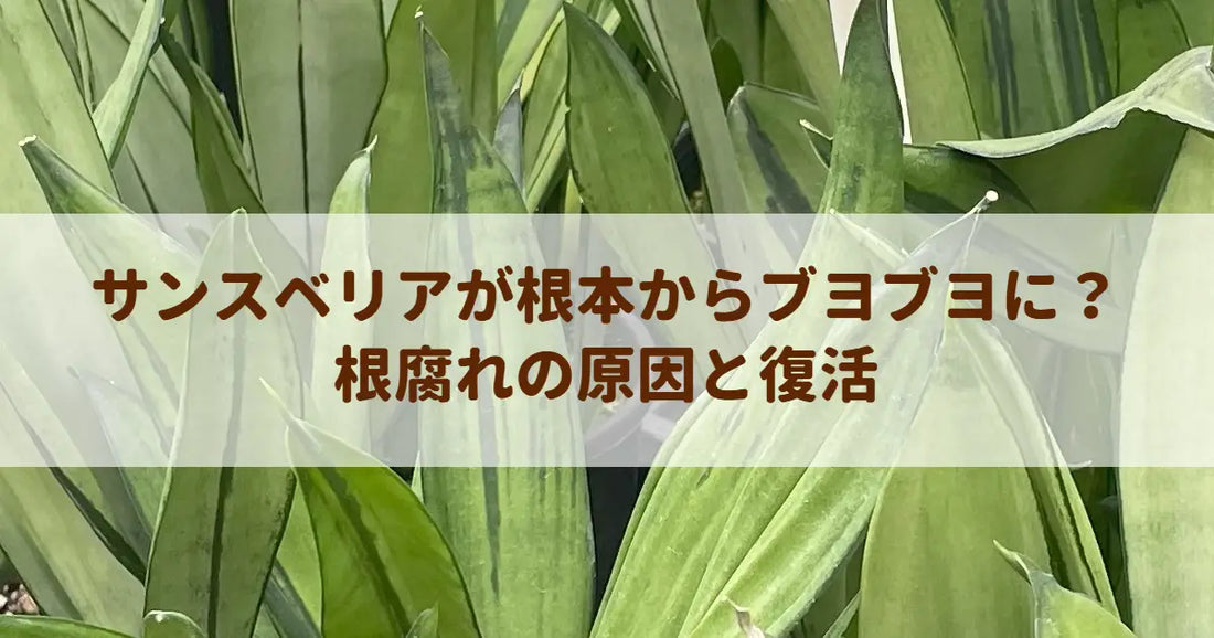 サンスベリアが根本からブヨブヨに？根腐れの原因と復活
