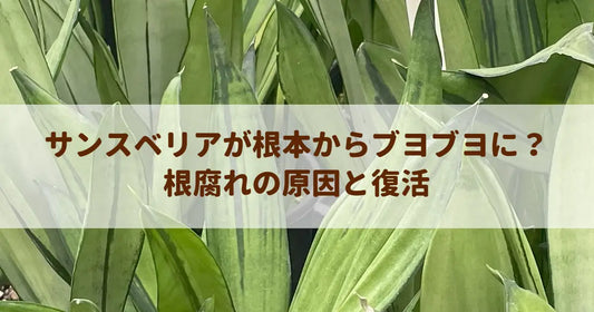 サンスベリアが根本からブヨブヨに？根腐れの原因と復活