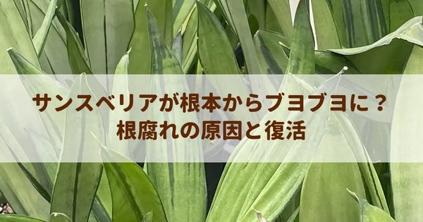 サンスベリアが根本からブヨブヨに？根腐れの原因と復活