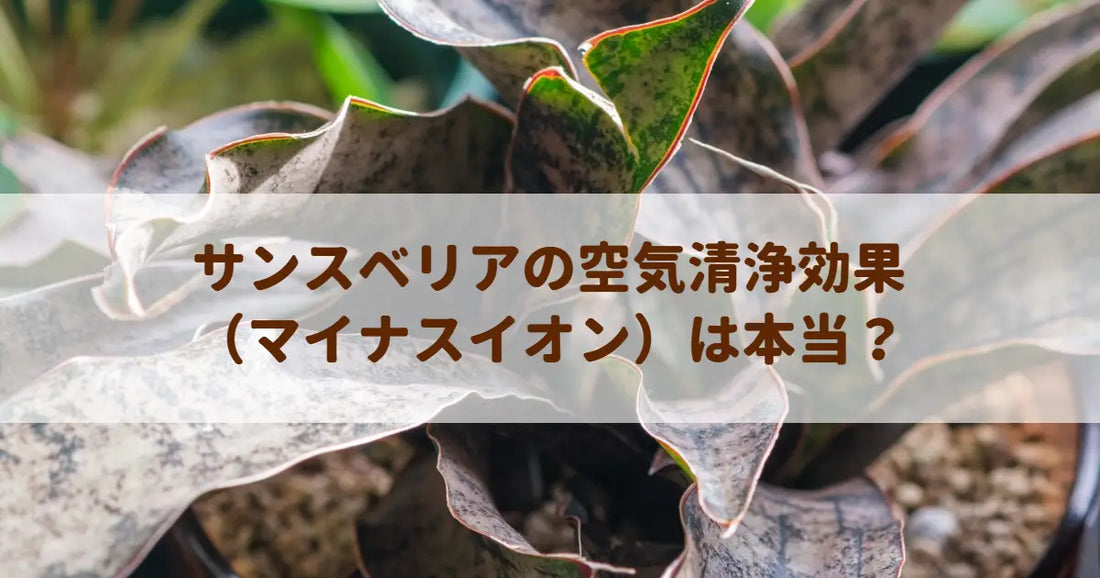 サンスベリアの空気清浄効果（マイナスイオン）は本当？