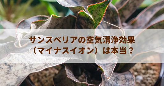 サンスベリアの空気清浄効果（マイナスイオン）は本当？
