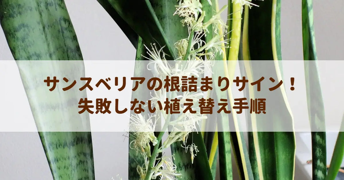 サンスベリアの根詰まりサイン！失敗しない植え替え手順