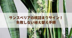 サンスベリアの根詰まりサイン！失敗しない植え替え手順