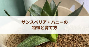 サンスベリア・ハニーの特徴と育て方！可愛いロゼット型の魅力と水やりのコツ
