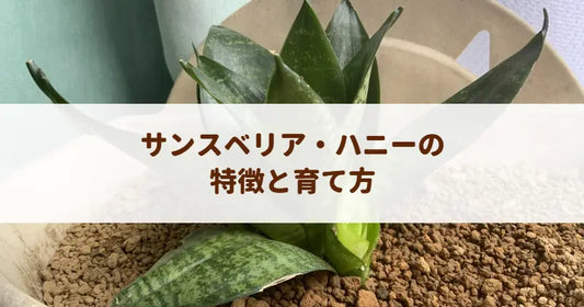 サンスベリア・ハニーの特徴と育て方！可愛いロゼット型の魅力と水やりのコツ