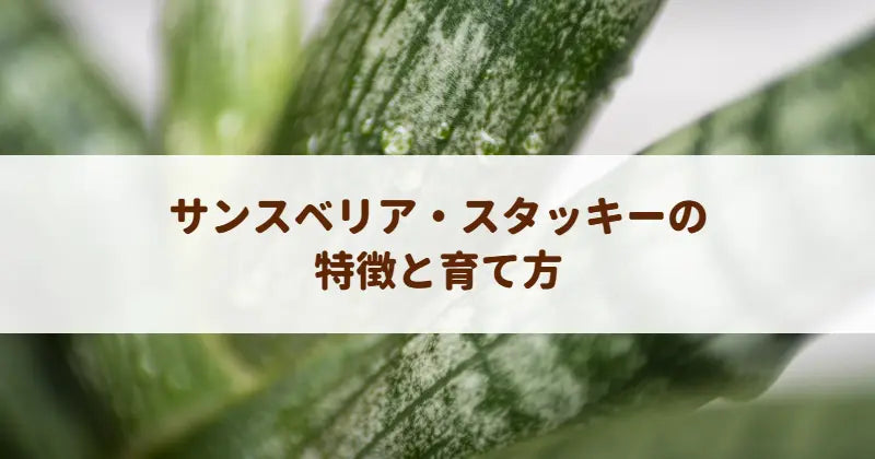 サンスベリア・スタッキーの特徴と育て方！本物の見分け方や水やりのコツ