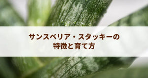 サンスベリア・スタッキーの特徴と育て方！本物の見分け方や水やりのコツ