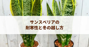 サンスベリアの耐寒性と冬の越し方！完全断水のコツと寒さ対策をプロが解説