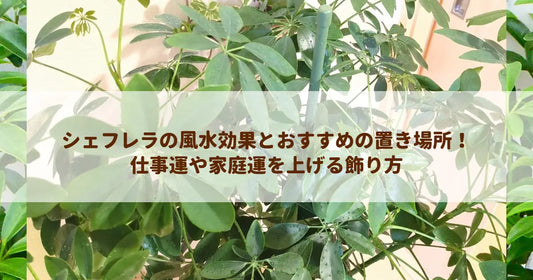 シェフレラの風水効果とおすすめの置き場所！仕事運や家庭運を上げる飾り方