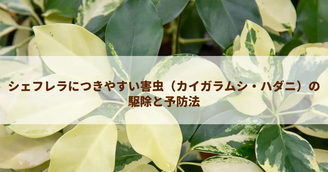 シェフレラにつきやすい害虫（カイガラムシ・ハダニ）の駆除と予防法