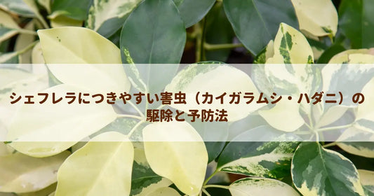 シェフレラにつきやすい害虫（カイガラムシ・ハダニ）の駆除と予防法
