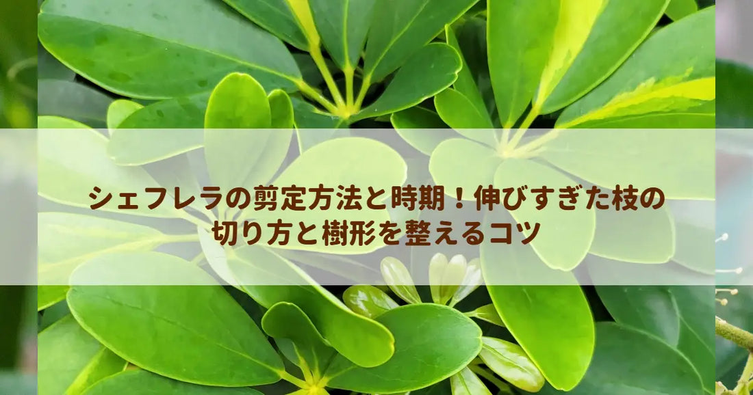 シェフレラの剪定方法と時期！伸びすぎた枝の切り方と樹形を整えるコツ