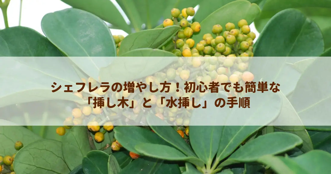 シェフレラの増やし方！初心者でも簡単な「挿し木」と「水挿し」の手順