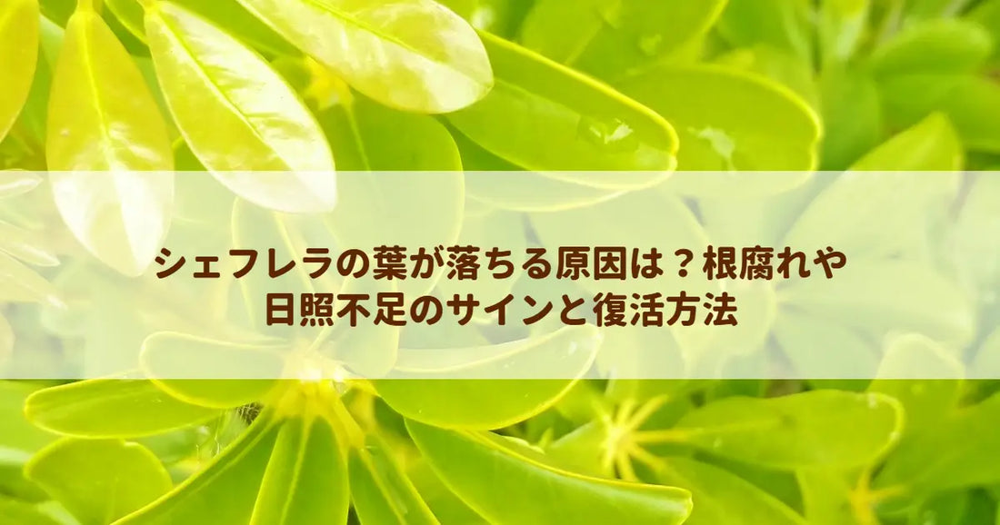 シェフレラの葉が落ちる原因は？根腐れや日照不足のサインと復活方法