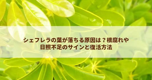 シェフレラの葉が落ちる原因は？根腐れや日照不足のサインと復活方法
