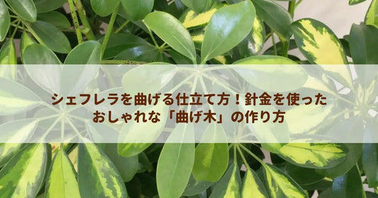 シェフレラを曲げる仕立て方！針金を使ったおしゃれな「曲げ木」の作り方