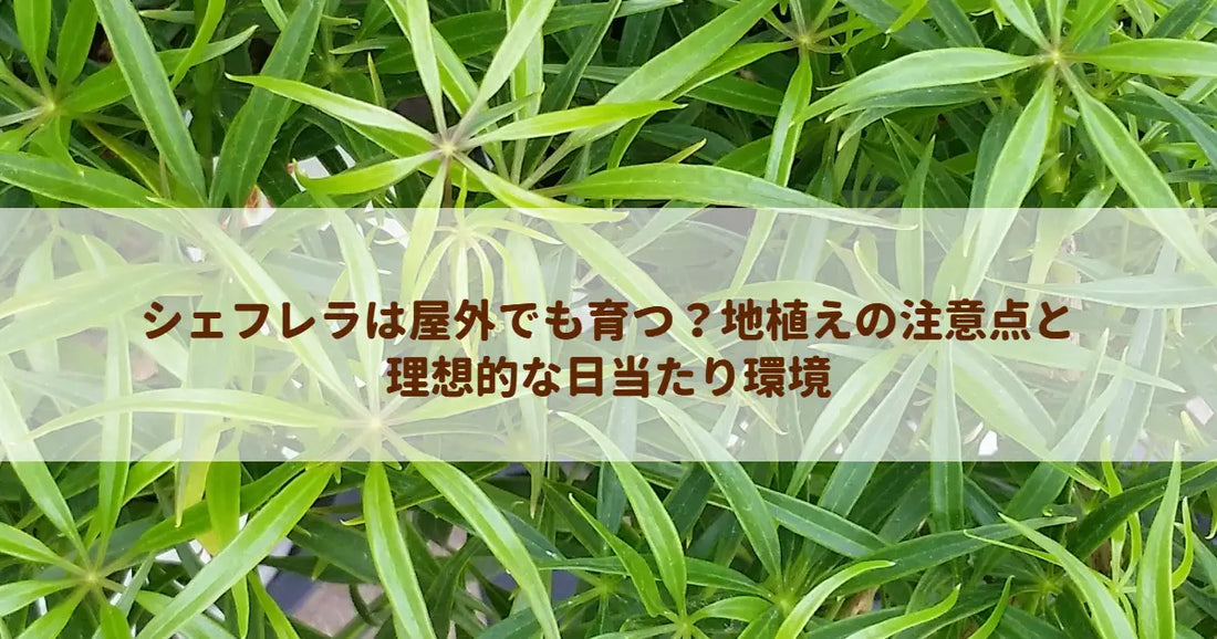 シェフレラは屋外でも育つ？地植えの注意点と理想的な日当たり環境