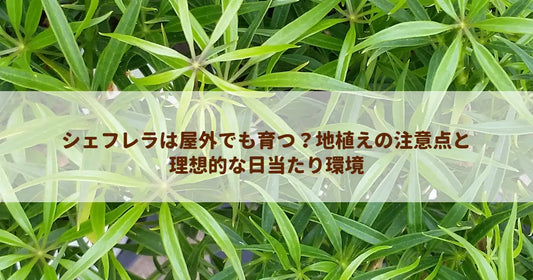 シェフレラは屋外でも育つ？地植えの注意点と理想的な日当たり環境