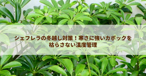 シェフレラの冬越し対策！寒さに強いカポックを枯らさない温度管理