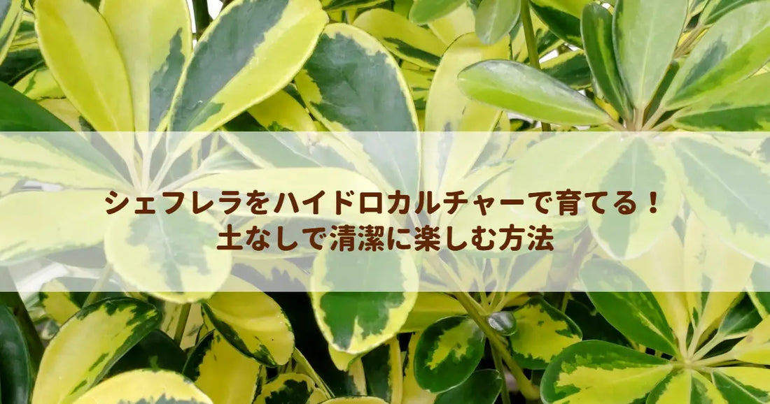 シェフレラをハイドロカルチャーで育てる！土なしで清潔に楽しむ方法